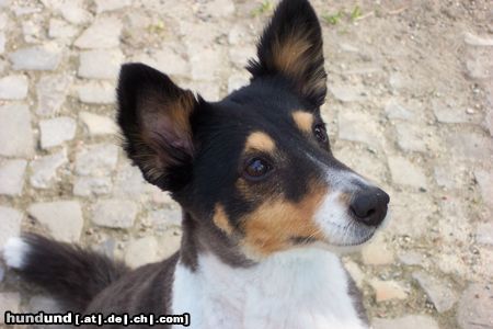 Sheltie sommerfrisur-viel angenehmer für den hund