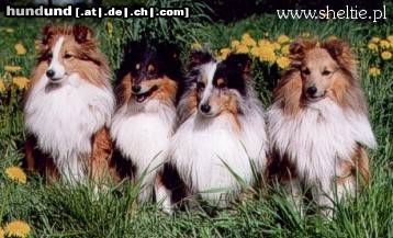 Sheltie Excellens Vivarium FCI - POLEN