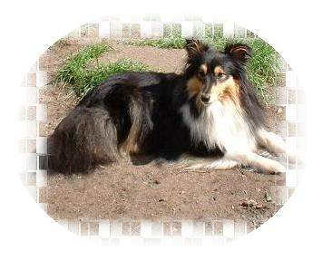 Sheltie Peggy