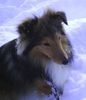 Sheltie Hund