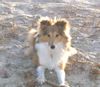 Sheltie Hund