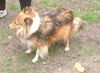 Sheltie Hund