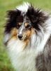 Sheltie Hund