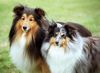 Sheltie Hund