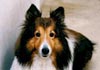 Sheltie Hund