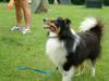 Sheltie Hund