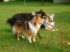 Sheltie Hund