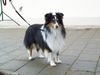 Sheltie Hund