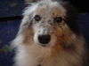 Sheltie Hund