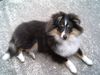 Sheltie Hund