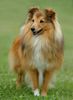 Sheltie Hund