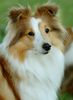 Sheltie Hund