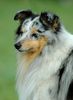 Sheltie Hund