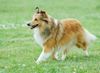 Sheltie Hund