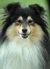 Sheltie Hund