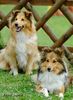 Sheltie Hund