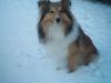 Sheltie Hund