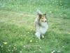 Sheltie Hund