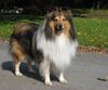 Sheltie Hund