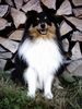 Sheltie Hund