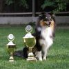 Sheltie Hund