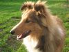 Sheltie Hund