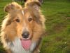 Sheltie Hund