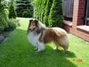 Sheltie Hund