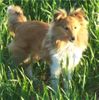 Sheltie Hund