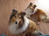 Sheltie Hund