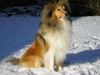 Sheltie Hund