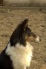 Sheltie Hund