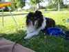 Sheltie Hund