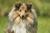 Sheltie Hund