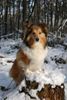 Sheltie Hund