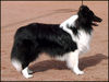 Sheltie Hund