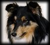 Sheltie Hund