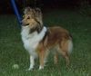 Sheltie Hund