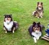 Sheltie Hund