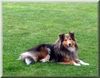 Sheltie Hund