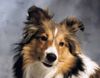 Sheltie Hund