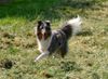 Sheltie Hund