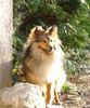 Sheltie Hund