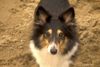 Sheltie Hund