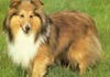 Sheltie Hund