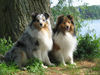 Sheltie Hund