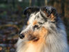 Sheltie Hund