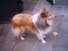 Sheltie Hund