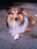 Sheltie Hund