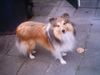 Sheltie Hund